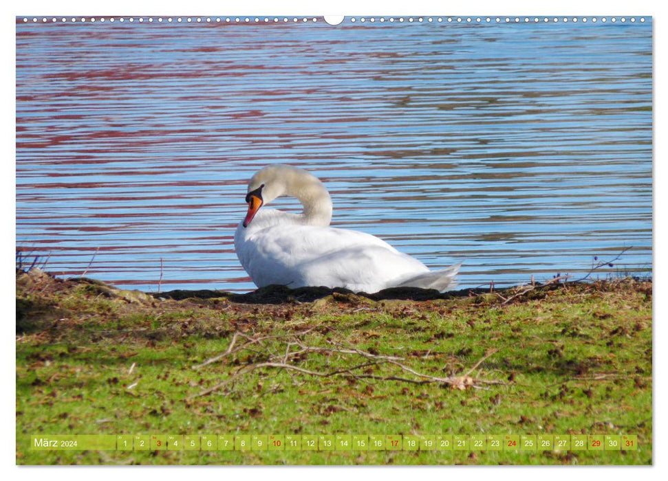Tierisch gut: Wasservögel (CALVENDO Wandkalender 2024)