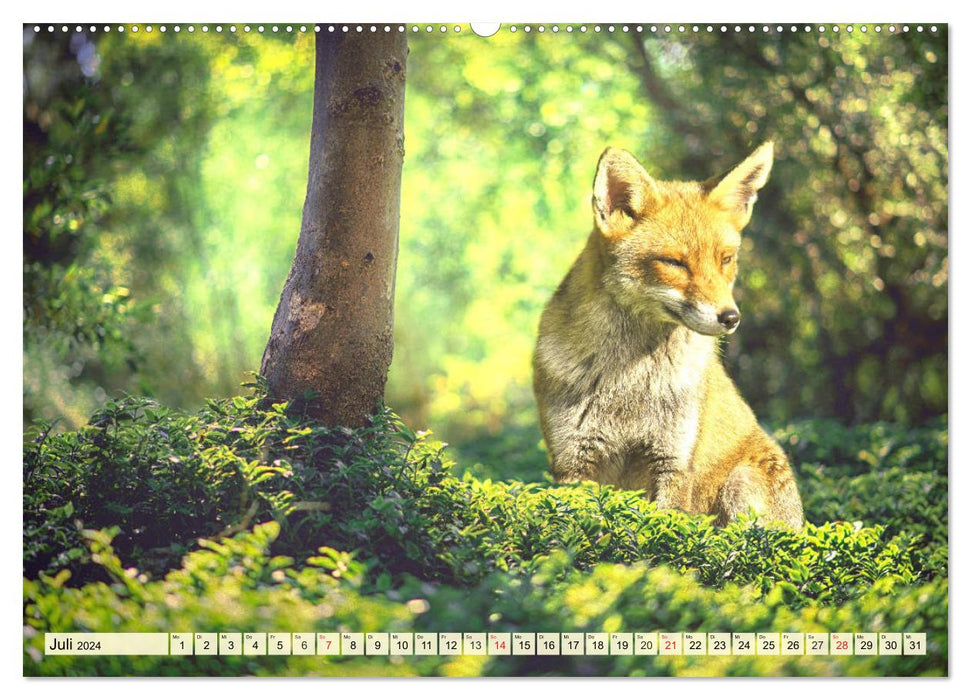 Der Rotfuchs. Flauschiger Geselle mit Köpfchen (CALVENDO Premium Wandkalender 2024)