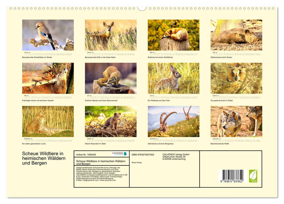 Animaux sauvages timides dans les forêts et les montagnes locales (Calvendo Premium Wall Calendar 2024) 