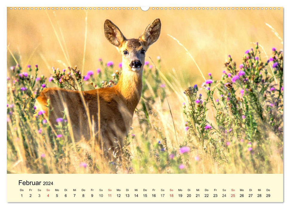 Animaux sauvages timides dans les forêts et les montagnes locales (Calvendo Premium Wall Calendar 2024) 