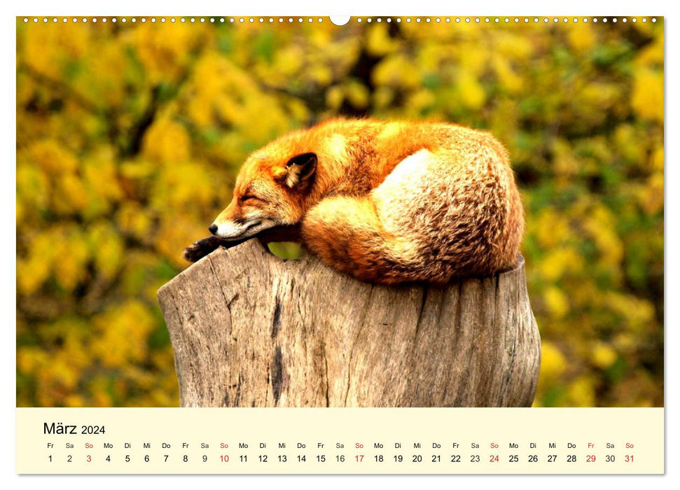 Scheue Wildtiere in heimischen Wäldern und Bergen (CALVENDO Premium Wandkalender 2024)