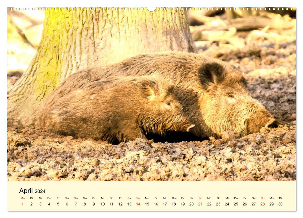 Scheue Wildtiere in heimischen Wäldern und Bergen (CALVENDO Premium Wandkalender 2024)