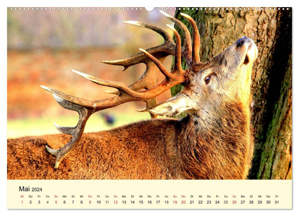 Scheue Wildtiere in heimischen Wäldern und Bergen (CALVENDO Premium Wandkalender 2024)
