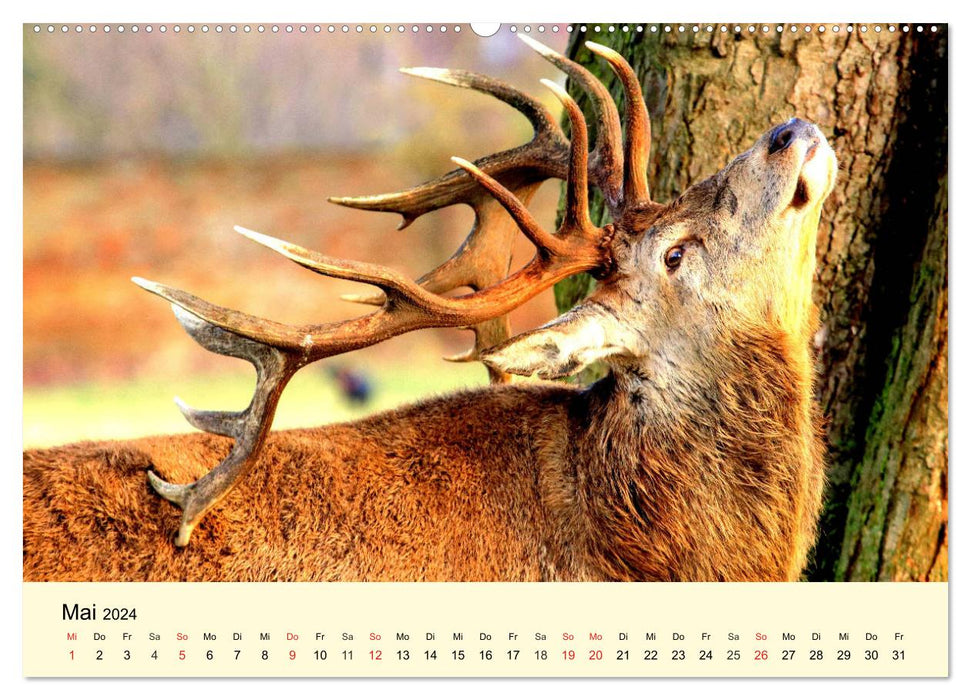 Animaux sauvages timides dans les forêts et les montagnes locales (Calvendo Premium Wall Calendar 2024) 