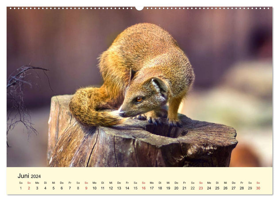 Animaux sauvages timides dans les forêts et les montagnes locales (Calvendo Premium Wall Calendar 2024) 