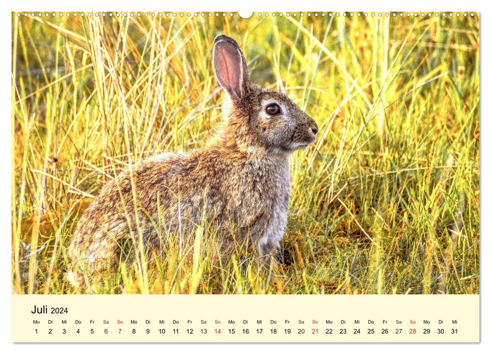 Scheue Wildtiere in heimischen Wäldern und Bergen (CALVENDO Premium Wandkalender 2024)