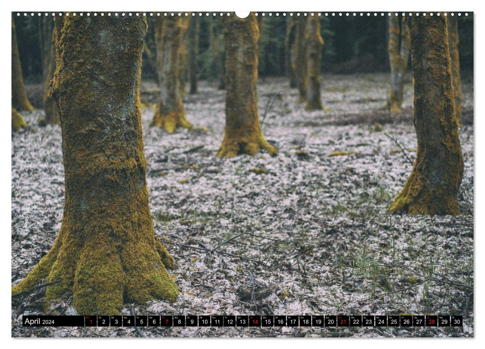 Wilde Wälder und Alleen im Herzen Mitteldeuschlands (CALVENDO Premium Wandkalender 2024)