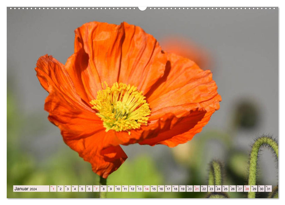 Mohnblumen. Leuchtender Liebreiz auf Wiesen und in Gärten (CALVENDO Premium Wandkalender 2024)