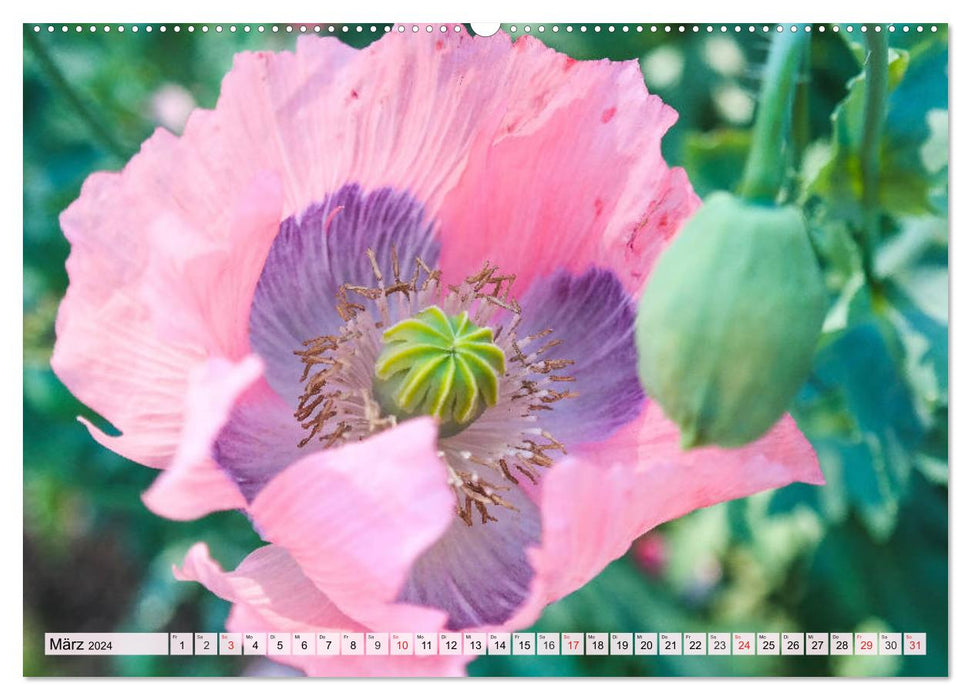 Mohnblumen. Leuchtender Liebreiz auf Wiesen und in Gärten (CALVENDO Premium Wandkalender 2024)