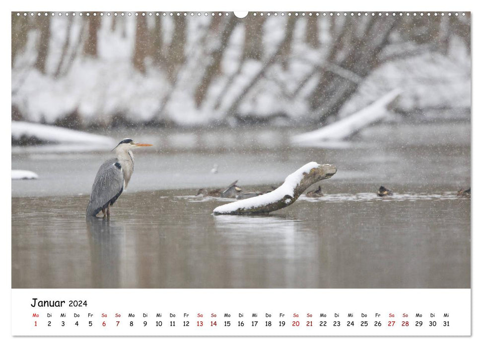 Die Graureiher vom Ahnepark (CALVENDO Premium Wandkalender 2024)