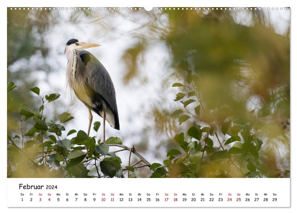 Les hérons cendrés d'Ahnepark (Calendrier mural CALVENDO Premium 2024) 