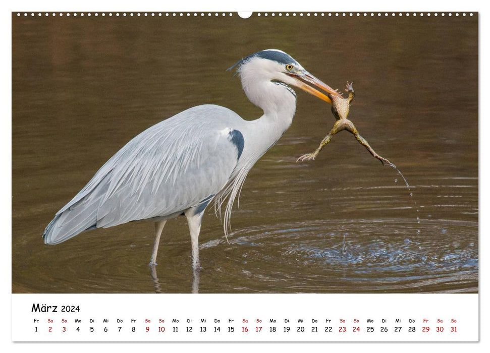 Die Graureiher vom Ahnepark (CALVENDO Premium Wandkalender 2024)