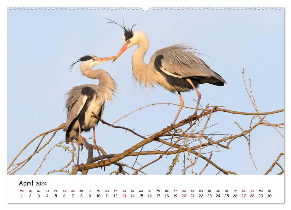 Die Graureiher vom Ahnepark (CALVENDO Premium Wandkalender 2024)