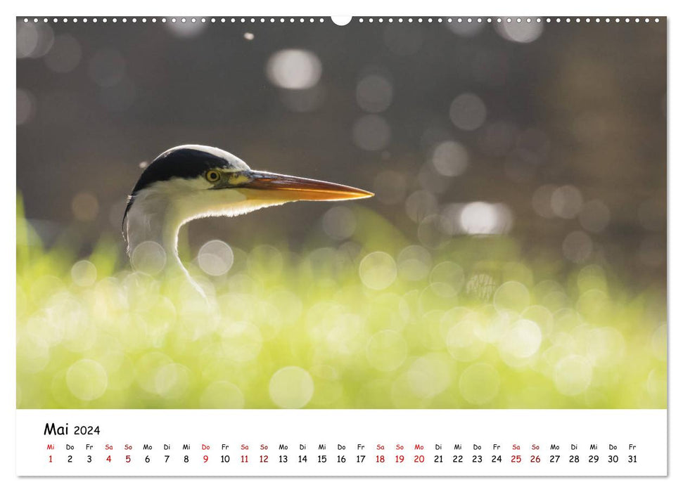 Die Graureiher vom Ahnepark (CALVENDO Premium Wandkalender 2024)