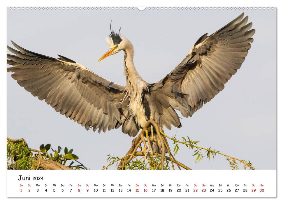 Les hérons cendrés d'Ahnepark (Calendrier mural CALVENDO Premium 2024) 