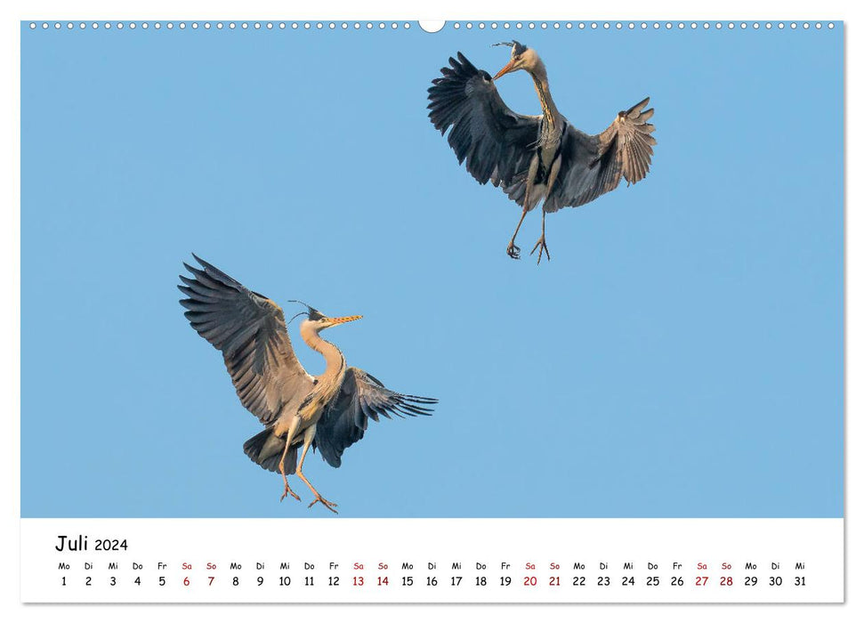 Les hérons cendrés d'Ahnepark (Calendrier mural CALVENDO Premium 2024) 