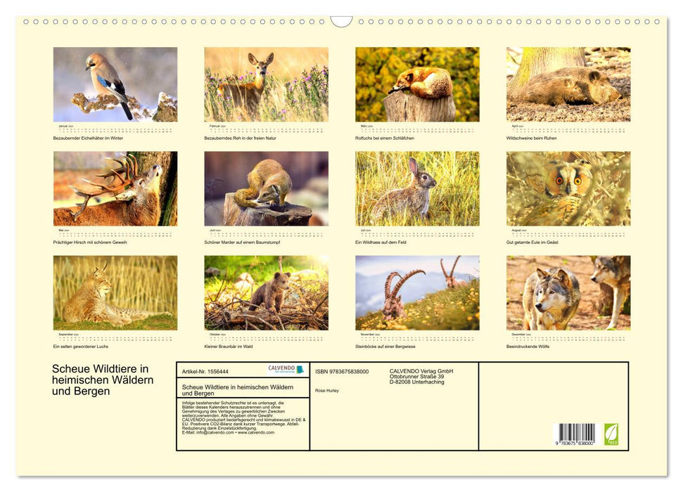 Scheue Wildtiere in heimischen Wäldern und Bergen (CALVENDO Wandkalender 2024)