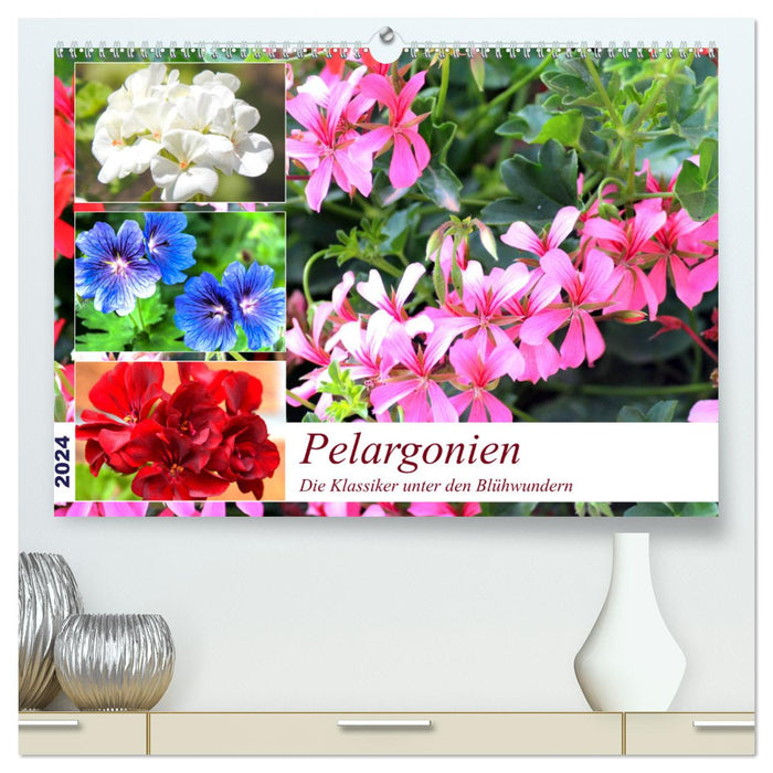 Pelargonien. Die Klassiker unter den Blühwundern (CALVENDO Premium Wandkalender 2024)
