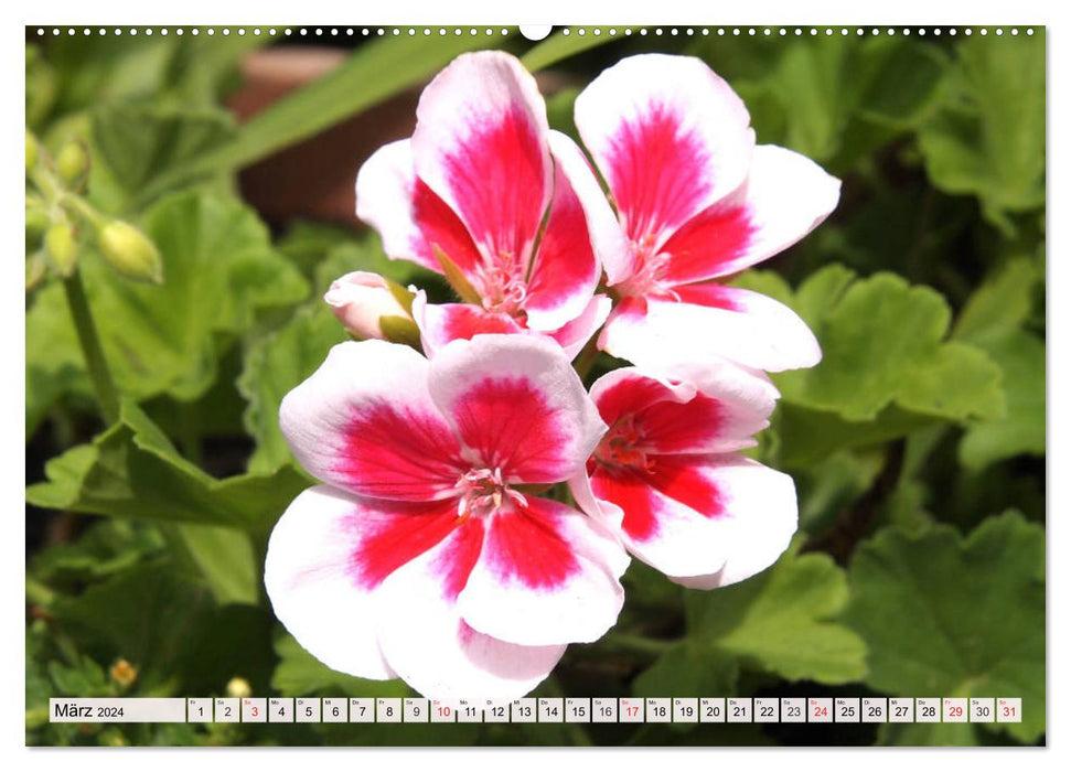 Pelargonien. Die Klassiker unter den Blühwundern (CALVENDO Premium Wandkalender 2024)