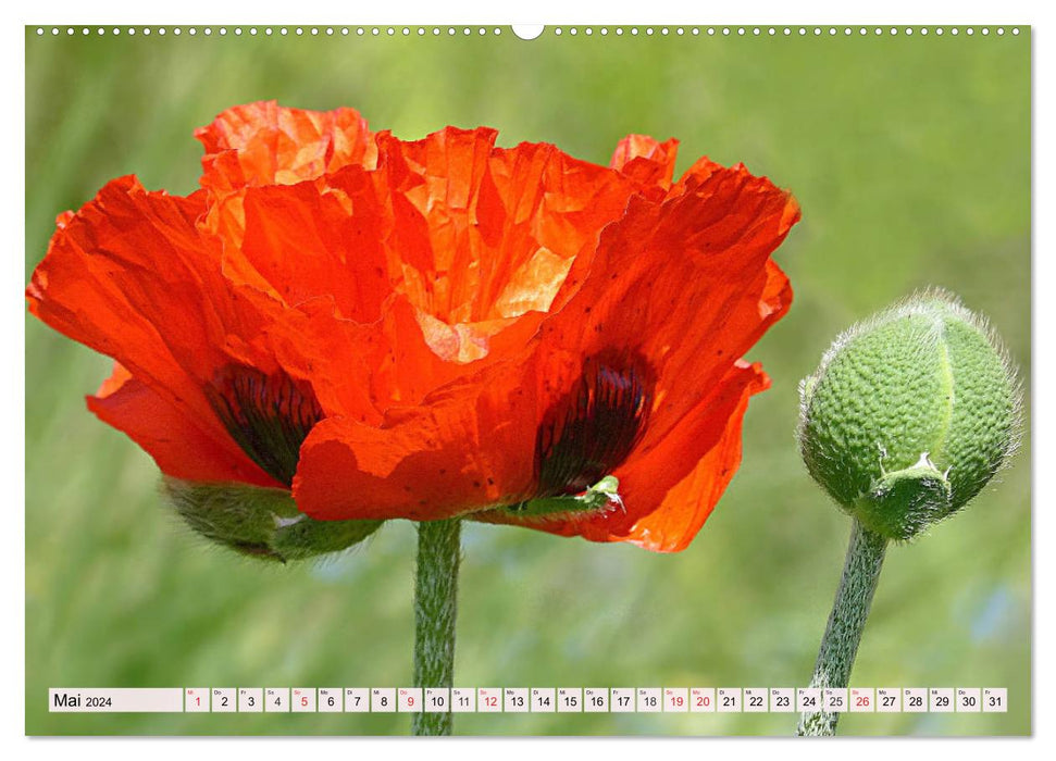 Mohnblumen. Leuchtender Liebreiz auf Wiesen und in Gärten (CALVENDO Wandkalender 2024)