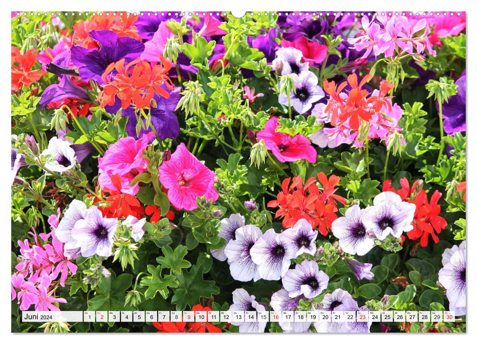 Petunien. Zauberhafte Blütenwunder für Balkon und Garten (CALVENDO Premium Wandkalender 2024)