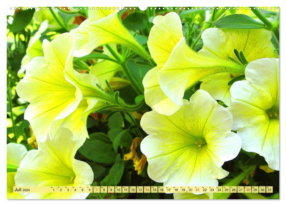 Petunien. Zauberhafte Blütenwunder für Balkon und Garten (CALVENDO Premium Wandkalender 2024)