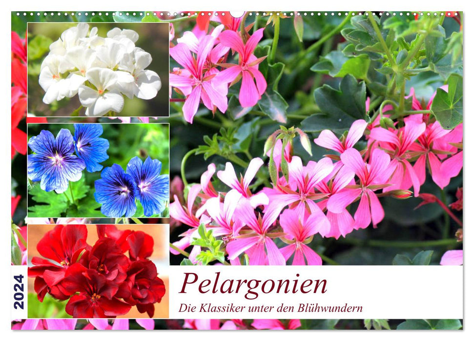 Pelargonien. Die Klassiker unter den Blühwundern (CALVENDO Wandkalender 2024)