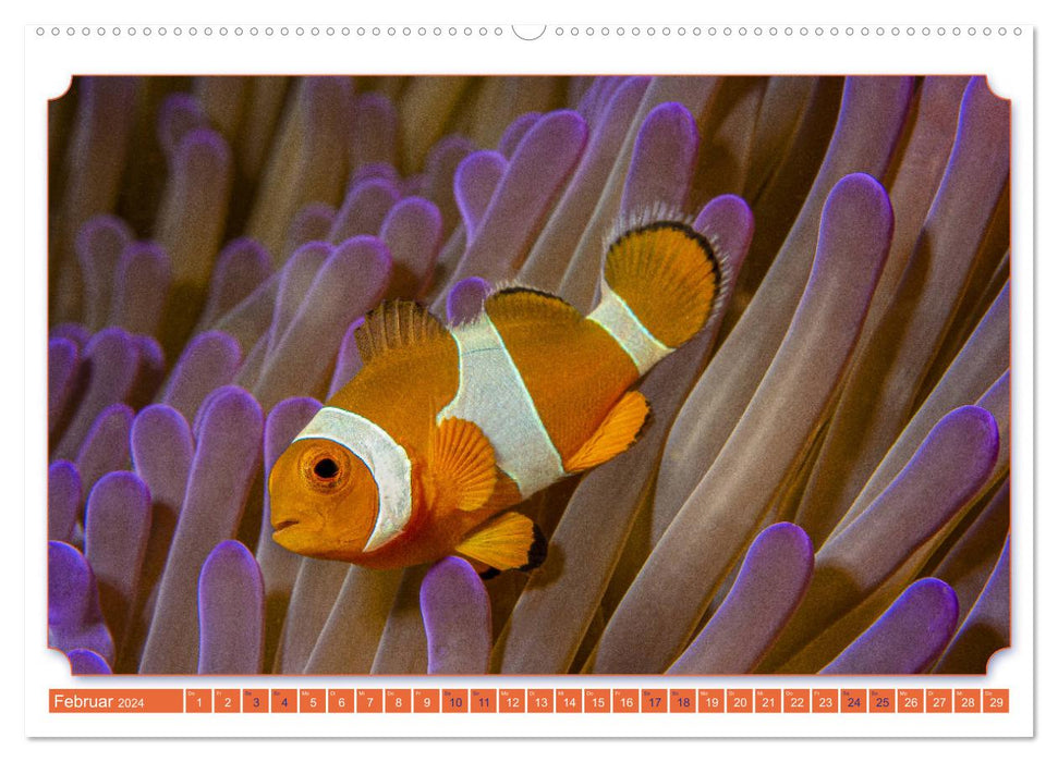 Ich bin ein CLOWN-Fisch (CALVENDO Wandkalender 2024)