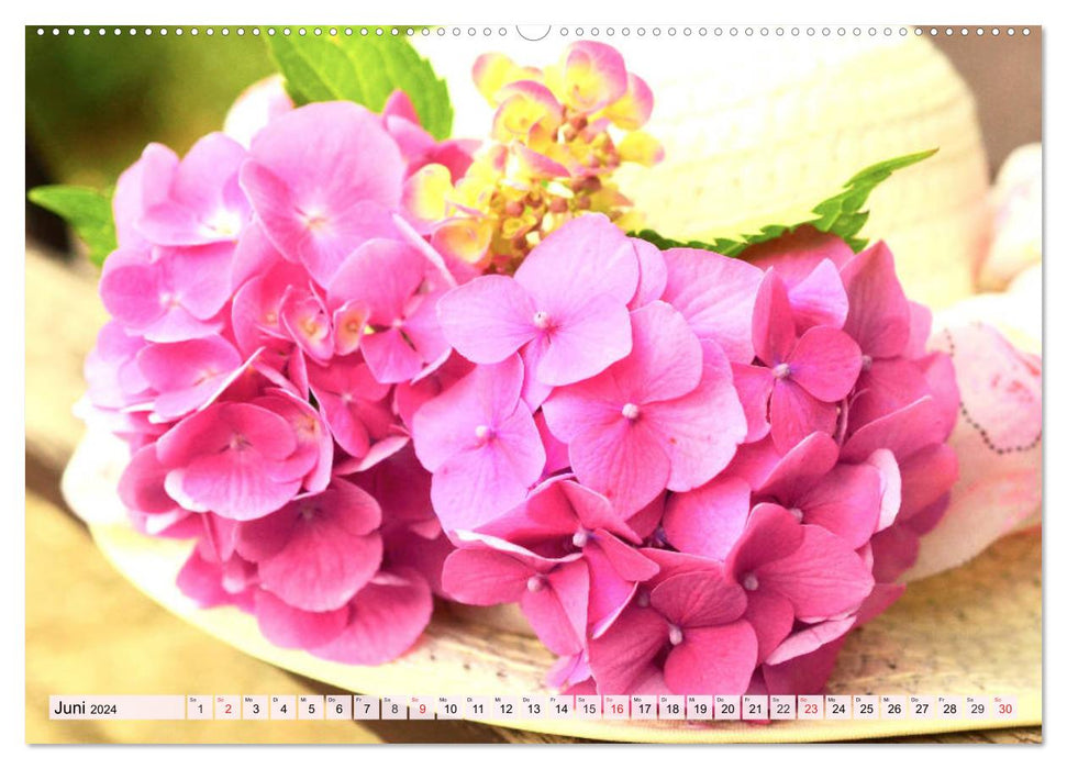 Hortensien. Zauberhafte Blütenpracht (CALVENDO Premium Wandkalender 2024)