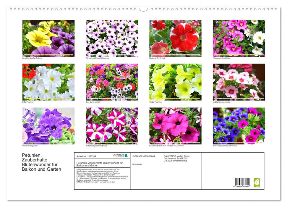Petunien. Zauberhafte Blütenwunder für Balkon und Garten (CALVENDO Wandkalender 2024)