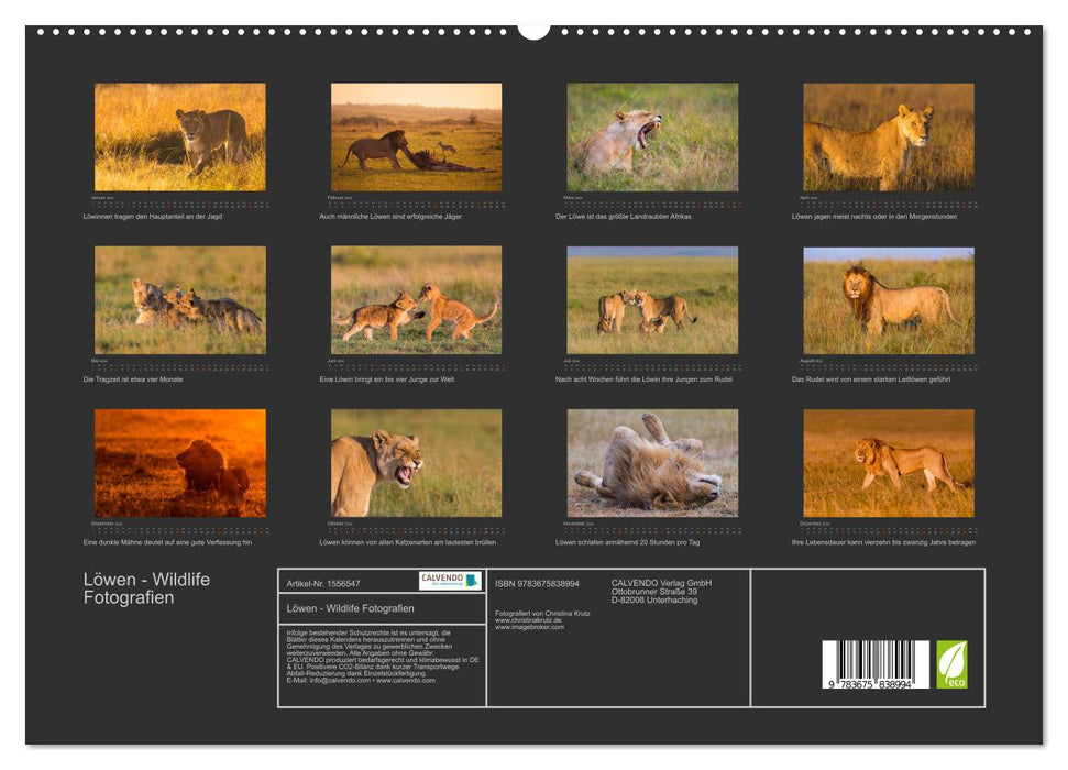 Löwen Wildlife-Fotografien (CALVENDO Premium Wandkalender 2024)