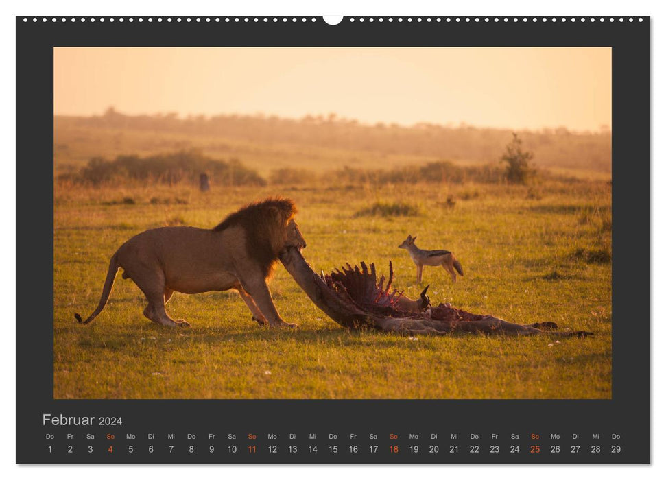 Löwen Wildlife-Fotografien (CALVENDO Premium Wandkalender 2024)