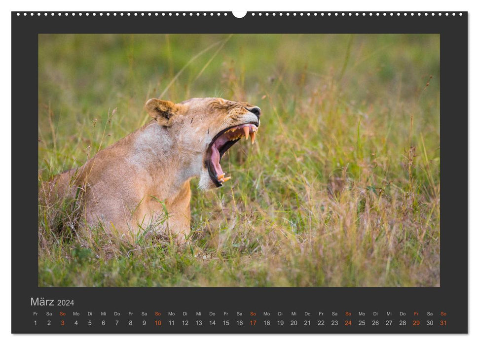 Löwen Wildlife-Fotografien (CALVENDO Premium Wandkalender 2024)