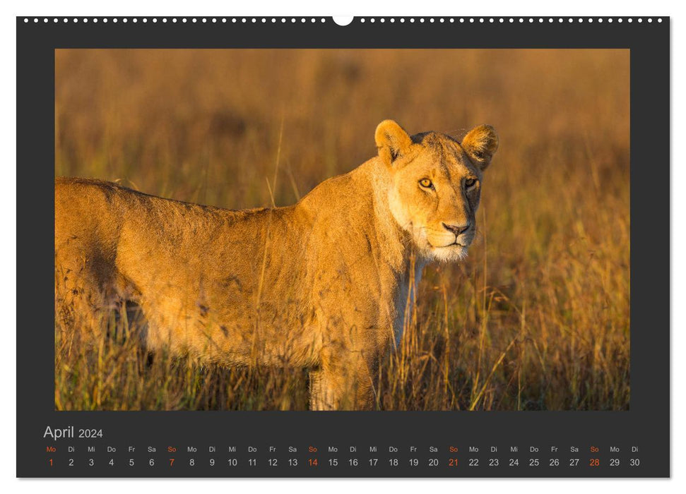 Löwen Wildlife-Fotografien (CALVENDO Premium Wandkalender 2024)