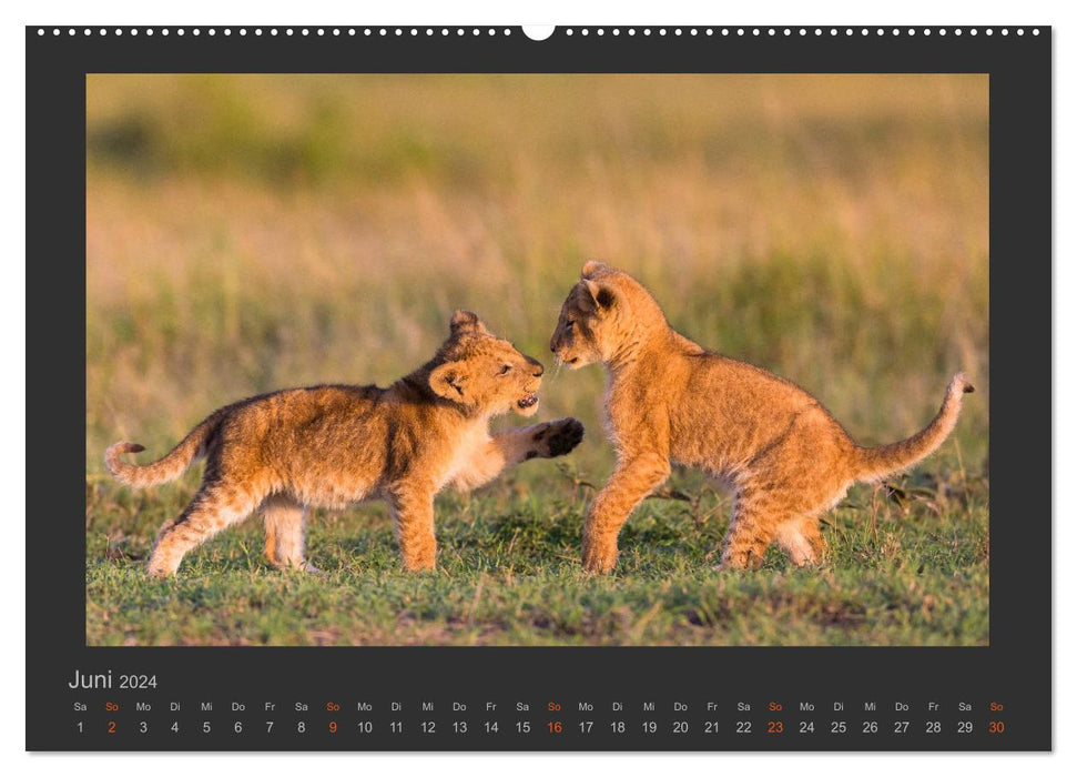 Löwen Wildlife-Fotografien (CALVENDO Premium Wandkalender 2024)