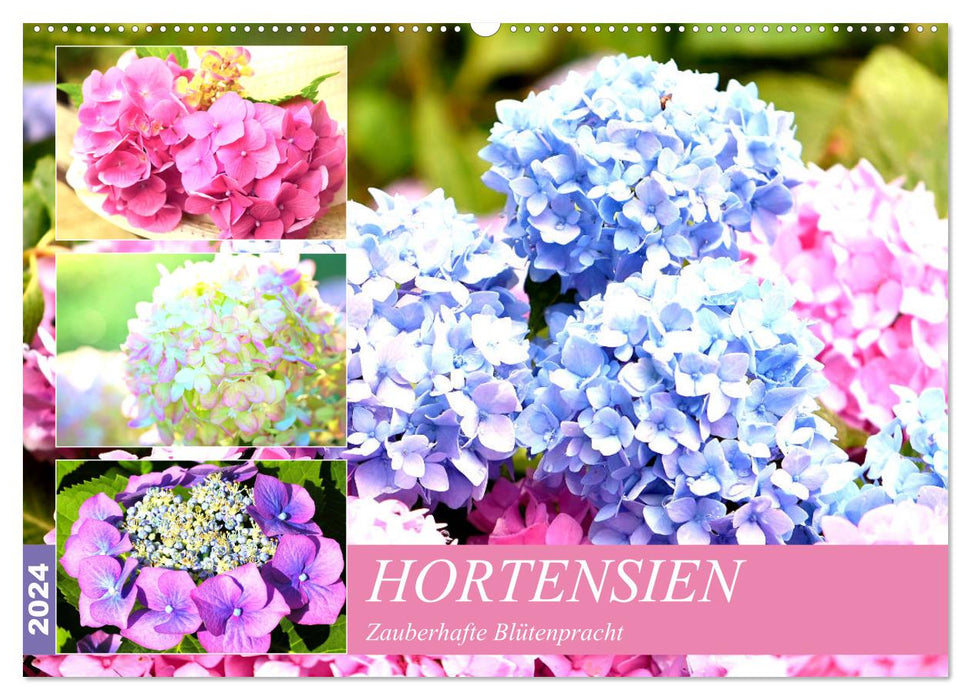 Hortensias. Splendeur florale magique (Calendrier mural CALVENDO 2024) 