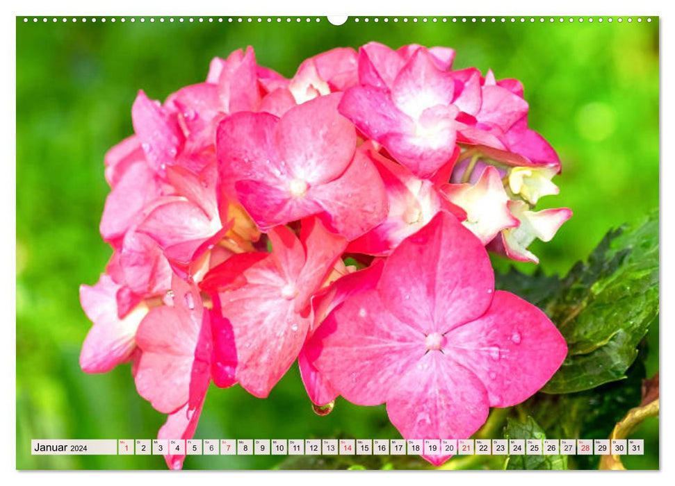 Hortensias. Splendeur florale magique (Calendrier mural CALVENDO 2024) 