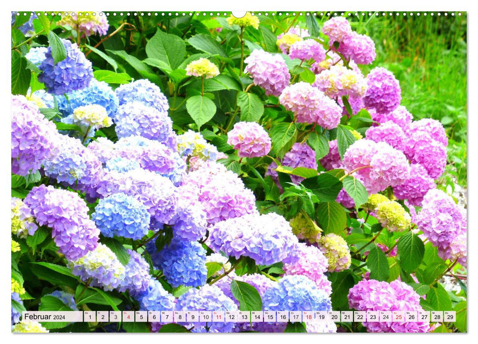 Hortensien. Zauberhafte Blütenpracht (CALVENDO Wandkalender 2024)