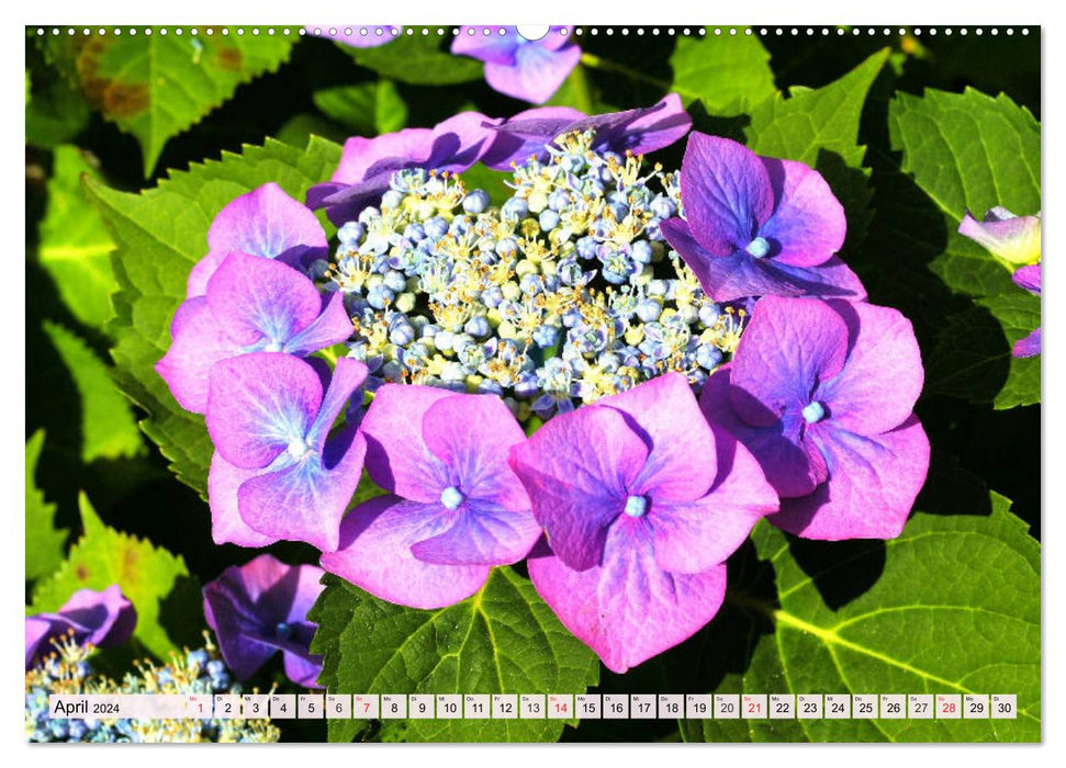 Hortensias. Splendeur florale magique (Calendrier mural CALVENDO 2024) 