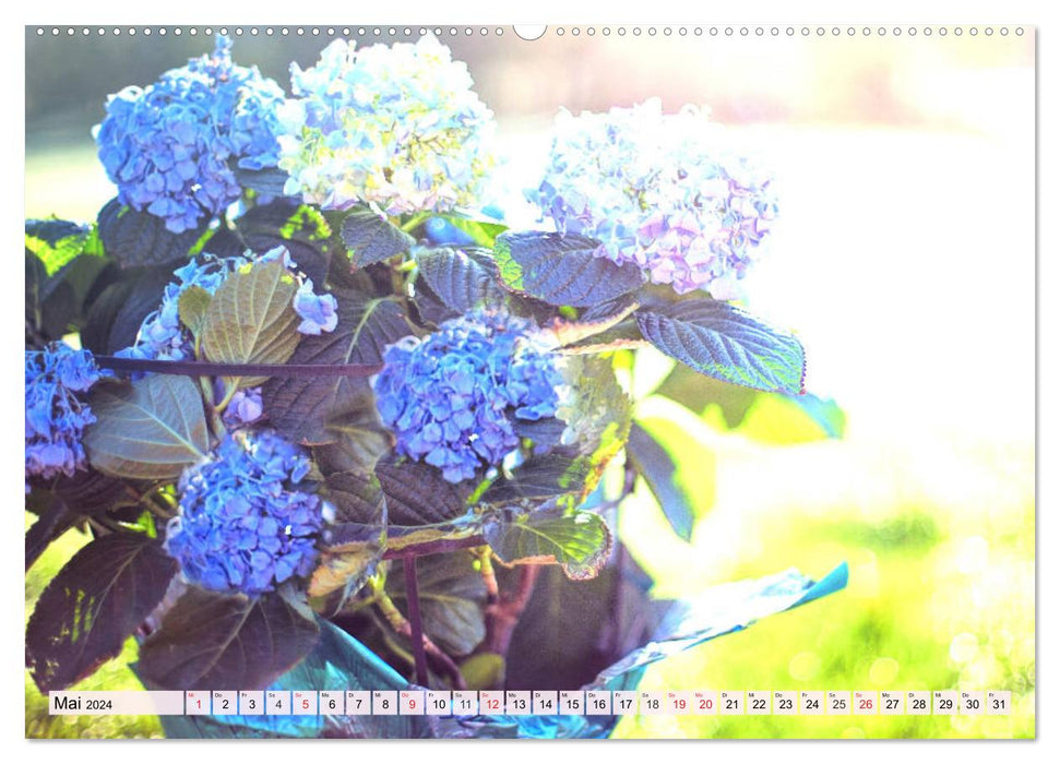 Hortensias. Splendeur florale magique (Calendrier mural CALVENDO 2024) 