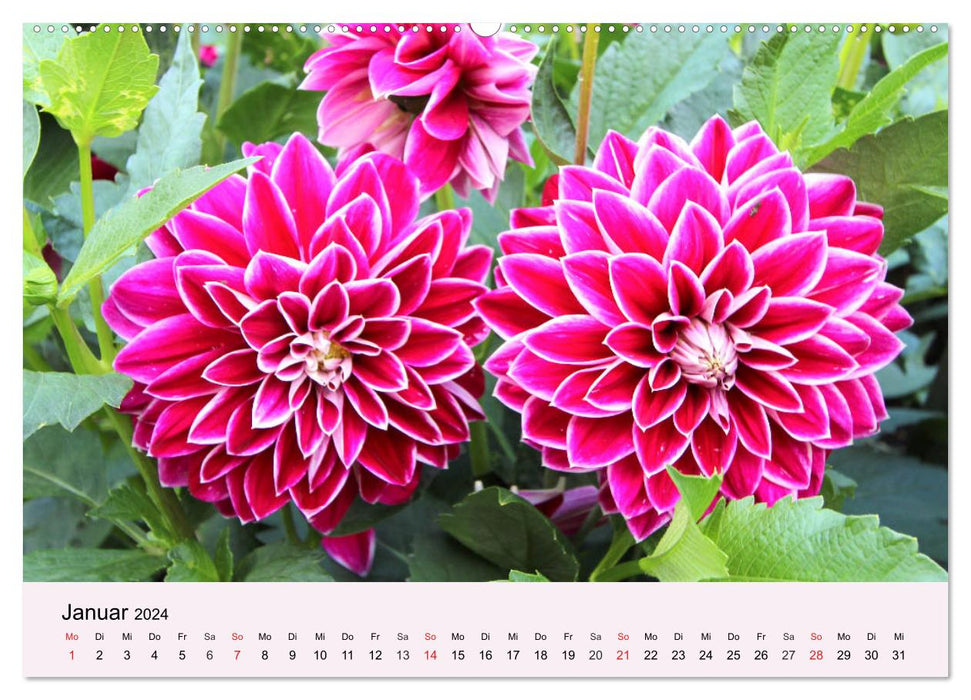 Balkonblumen. Die Blütenpracht für Blumenkästen (CALVENDO Premium Wandkalender 2024)
