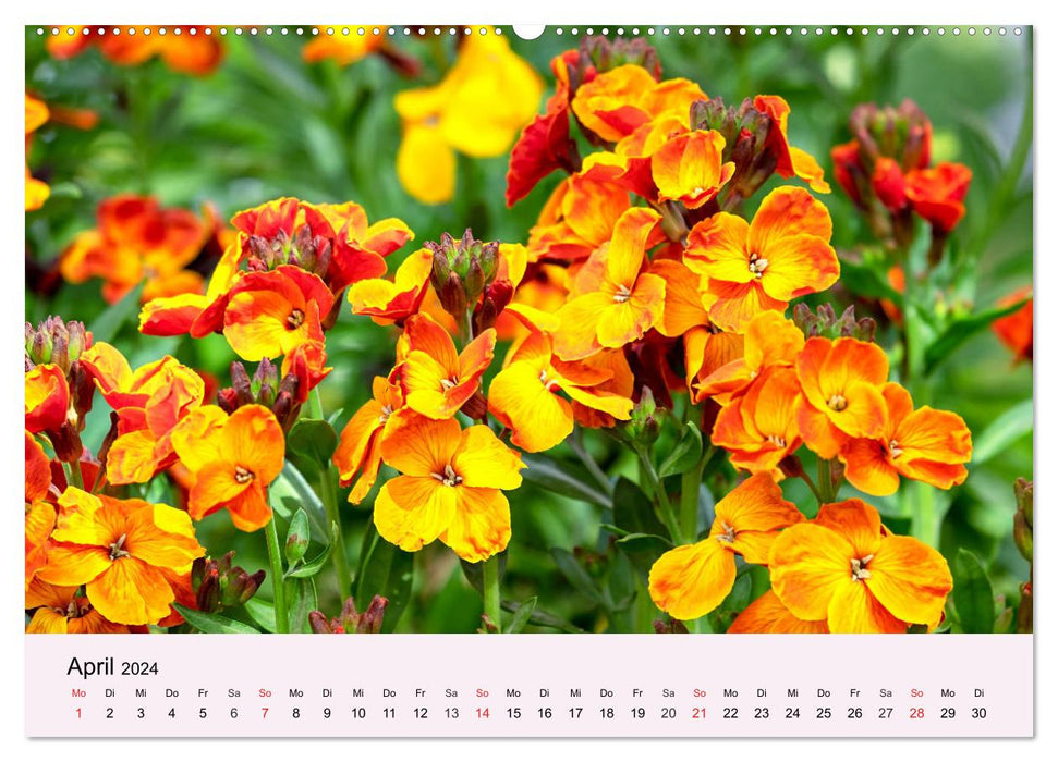 Fleurs de balcon. La splendeur des fleurs pour les bacs à fleurs (Calendrier mural CALVENDO Premium 2024) 