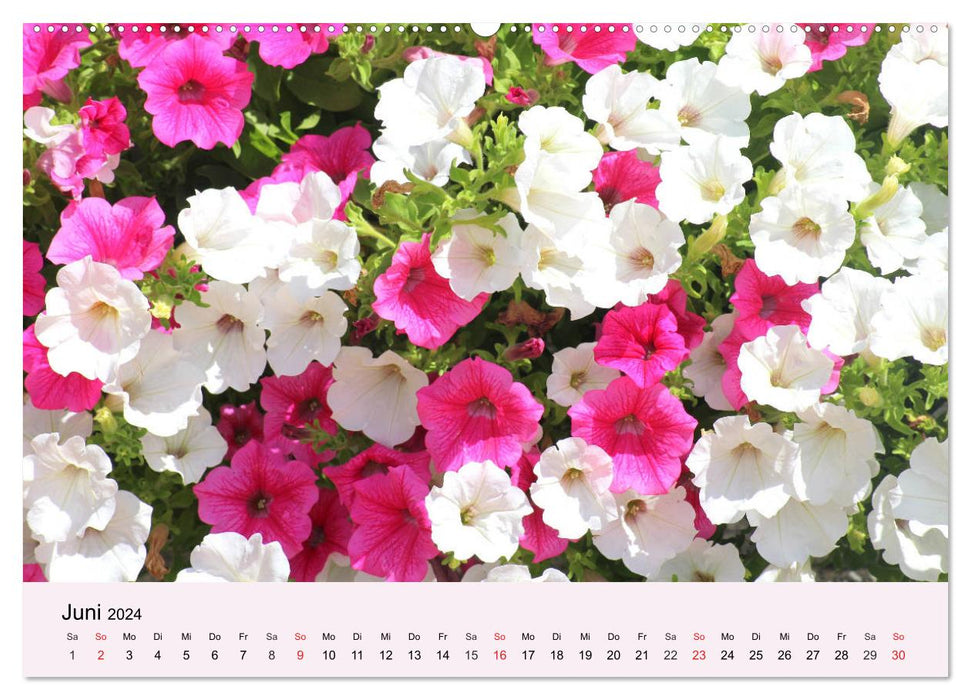 Balkonblumen. Die Blütenpracht für Blumenkästen (CALVENDO Premium Wandkalender 2024)