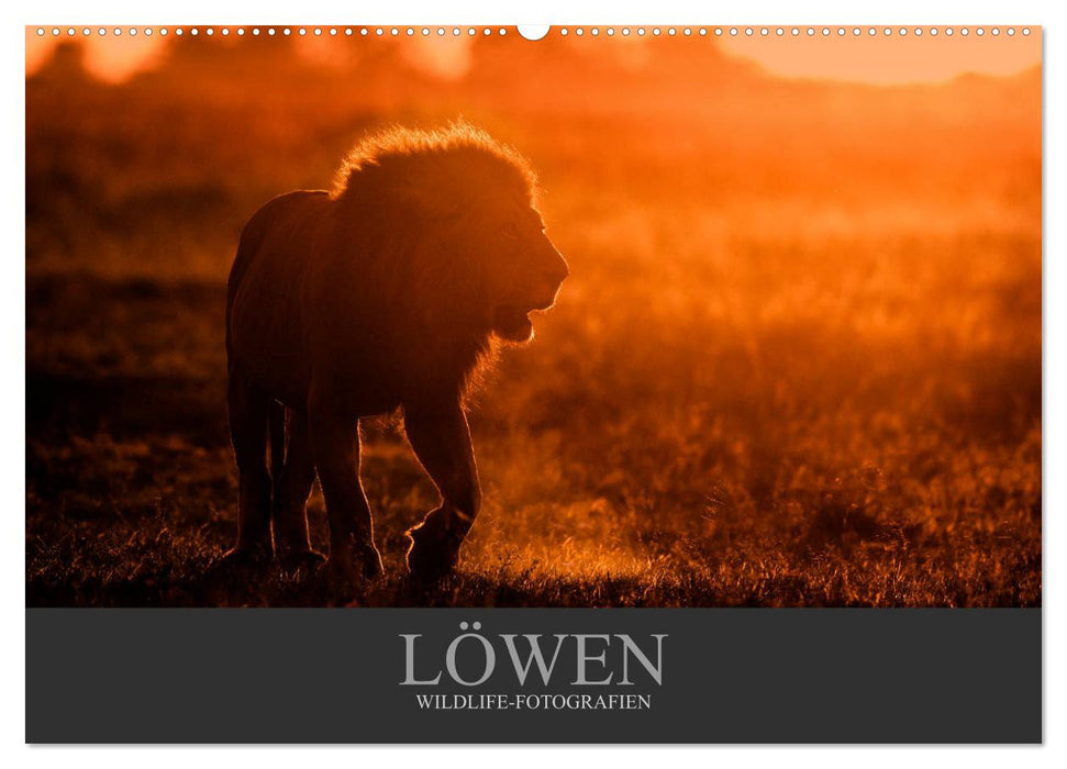 Löwen Wildlife-Fotografien (CALVENDO Wandkalender 2024)