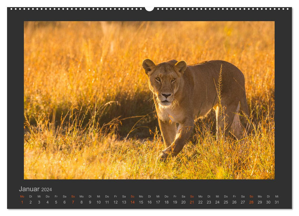 Photographies animalières du lion (Calendrier mural CALVENDO 2024) 