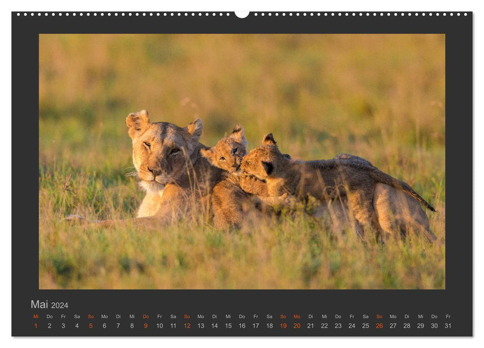 Löwen Wildlife-Fotografien (CALVENDO Wandkalender 2024)