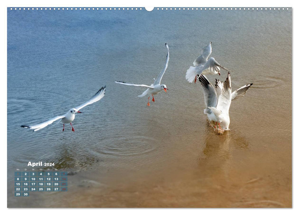 Mouettes coquines et drôles (Calendrier mural CALVENDO 2024) 