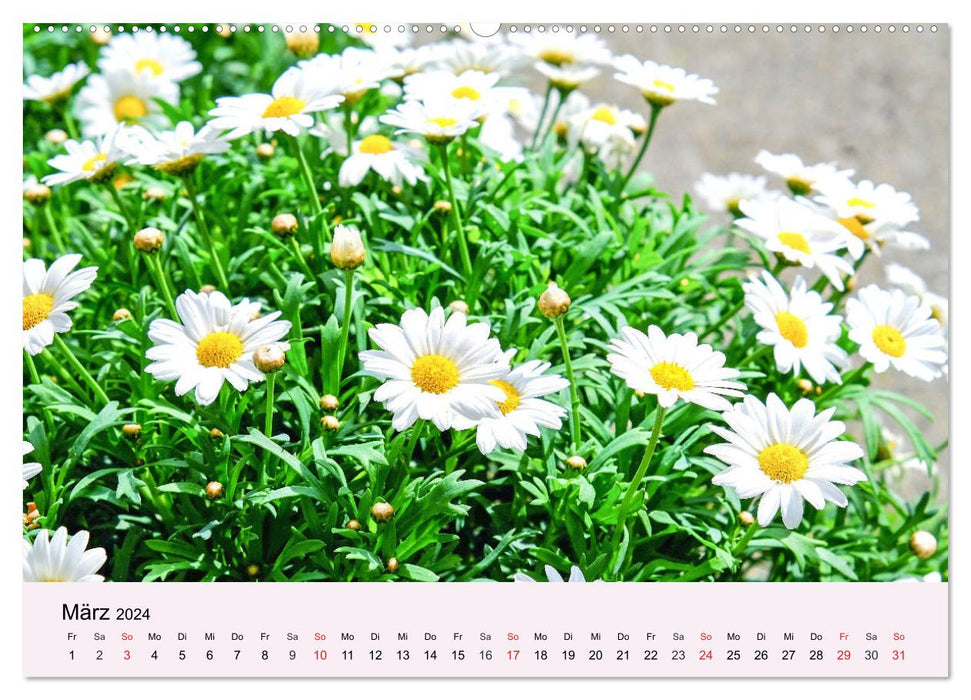Balkonblumen. Die Blütenpracht für Blumenkästen (CALVENDO Wandkalender 2024)