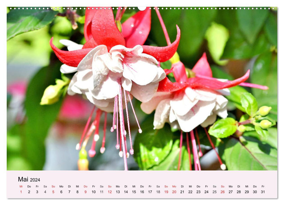 Fleurs de balcon. La splendeur des fleurs pour bacs à fleurs (Calendrier mural CALVENDO 2024) 