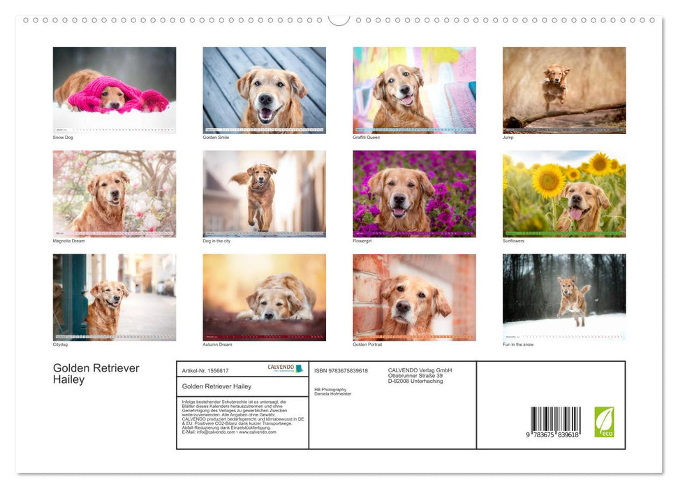 Golden Retriever Hailey Fotokalender (CALVENDO Premium Wandkalender 2024)